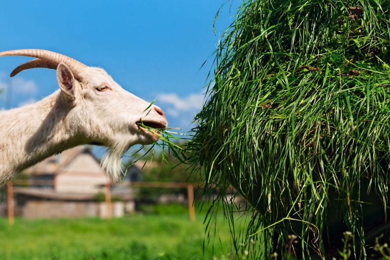 The feeding and health of livestock