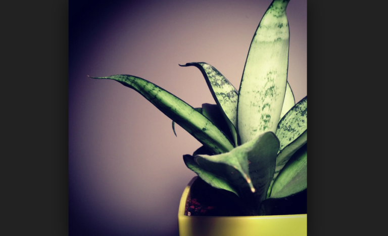 5 Reasons Why Having A Plant Is Better Than Having A Boyfriend